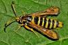 Bembecia ichneumoniformis